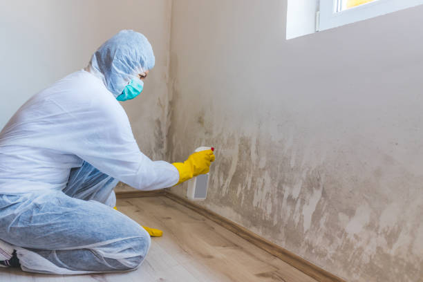Licensed Black Mold Remediation service in Pittsboro, NC - 24 Hour Mold Removal