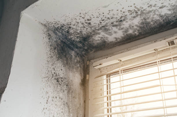 Affordable Black Mold Remediation solutions in Pittsboro, NC